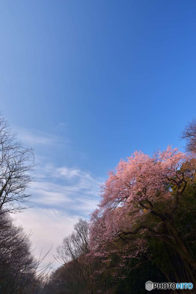 再会の春