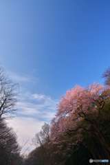 再会の春