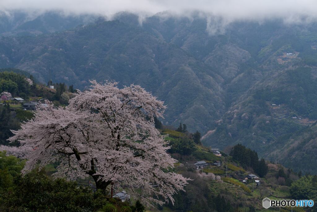 天空に咲く