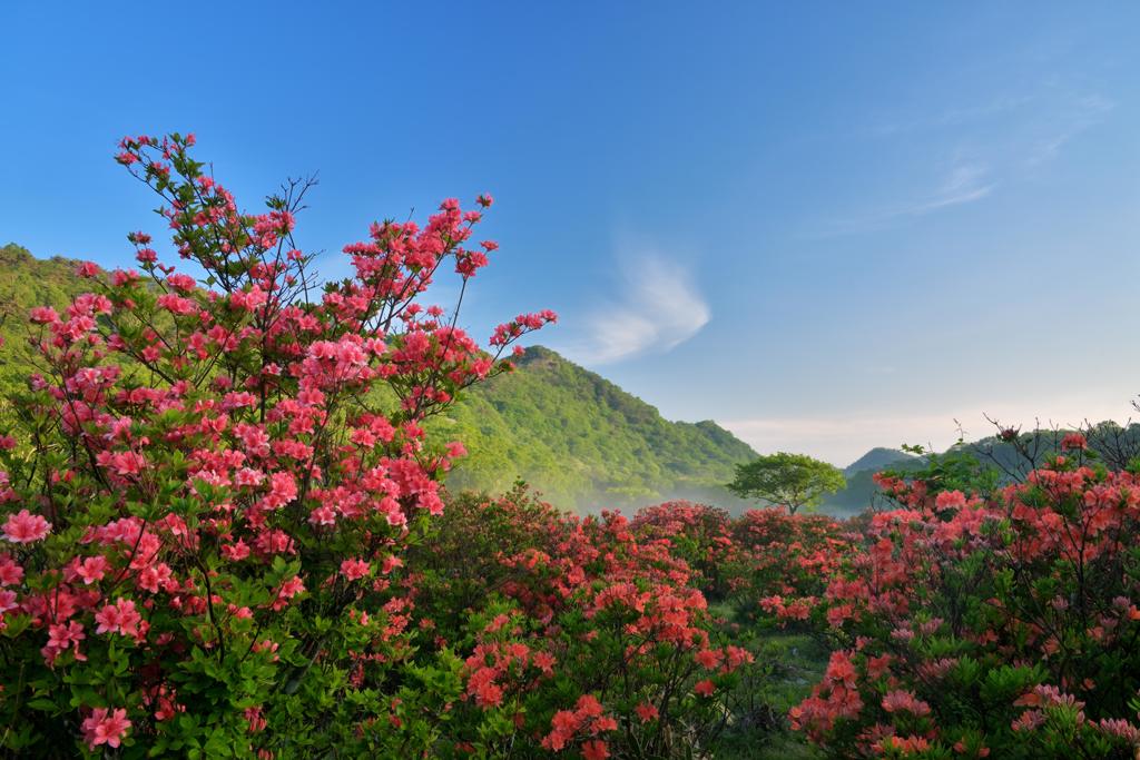 朝空と躑躅