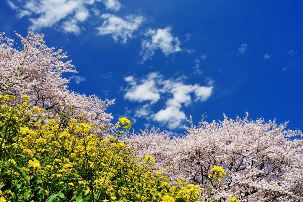 青空に華やぐ