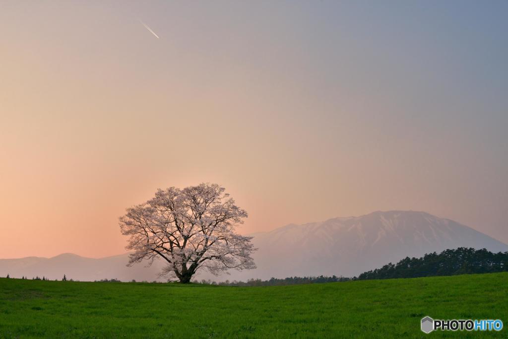 日暮れの一本桜
