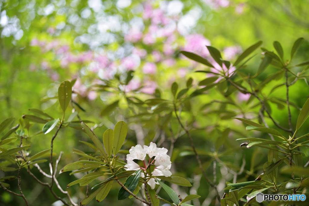 純白の花