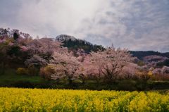 花曇り