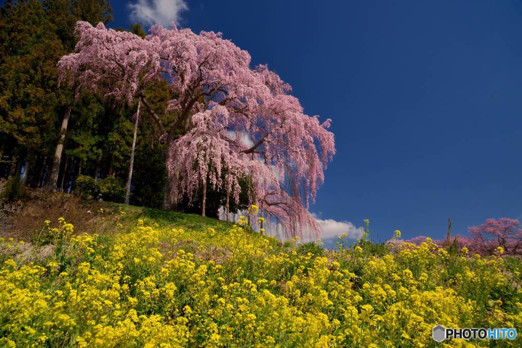 春爛漫