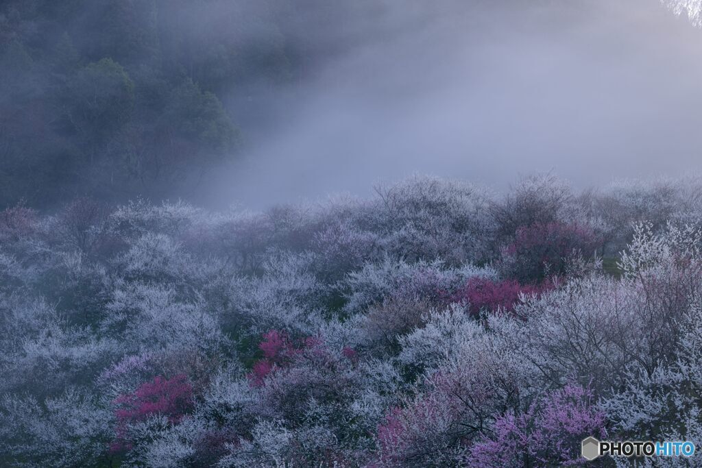 霧の梅林