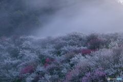 霧の梅林