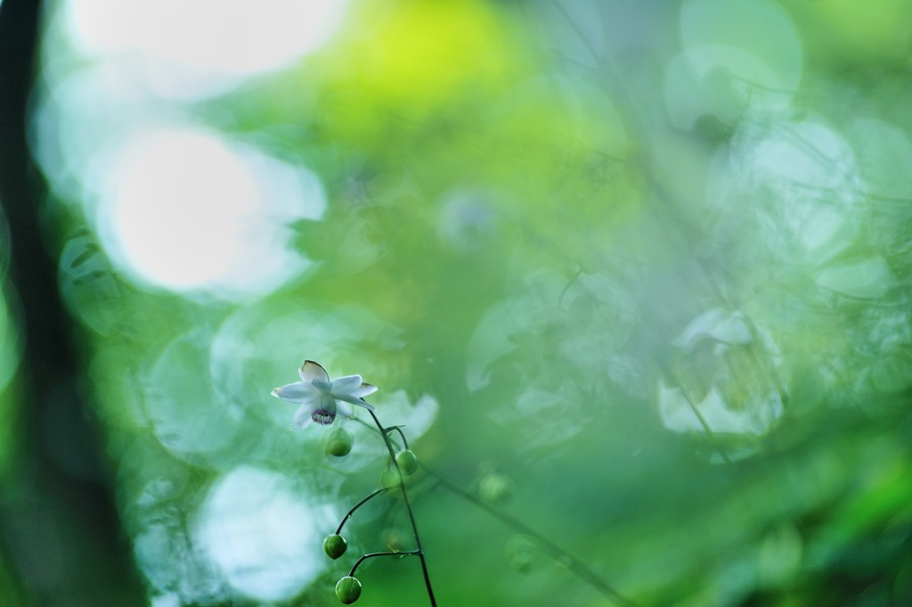 夏の幻