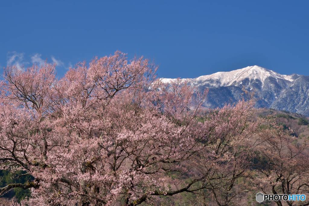 桜と南アルプス