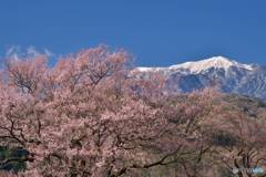 桜と南アルプス