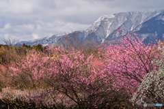 梅林と鈴鹿山脈