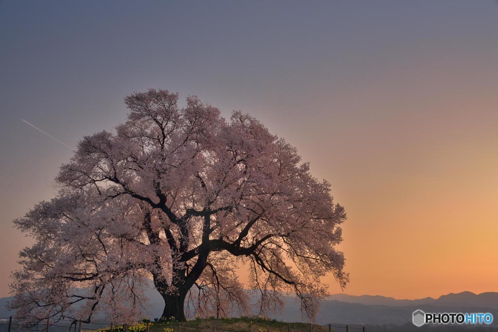 暁の一本桜