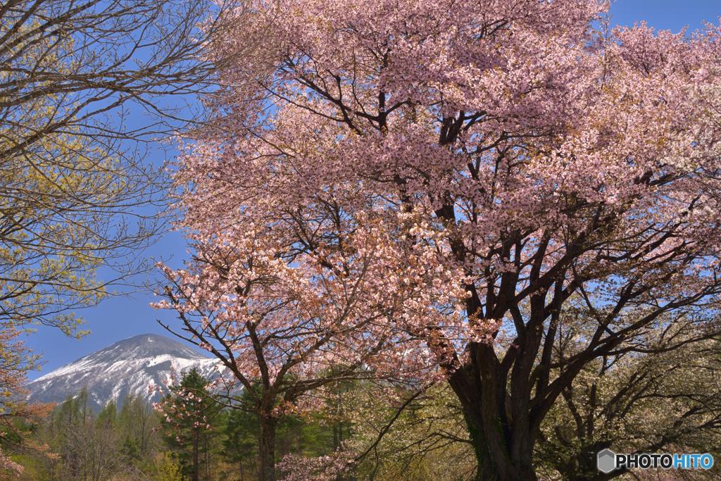 夫婦桜と岩手山