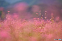 スレンダー娘。