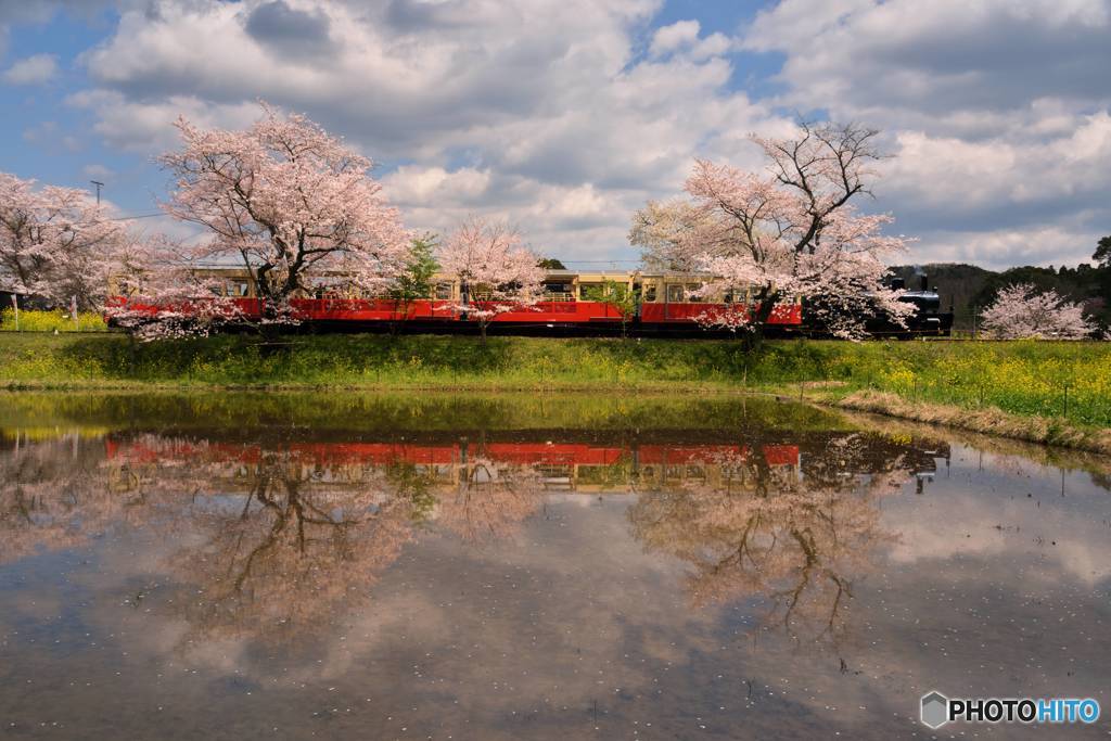 桜とトロッコ列車