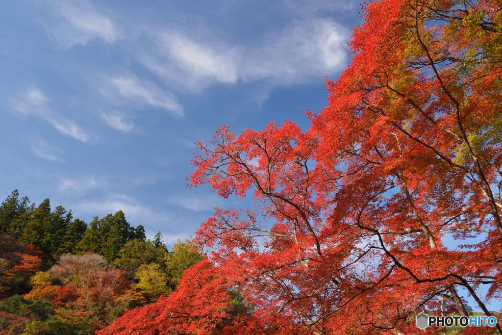 秋晴れ