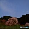 星空の又兵衛桜