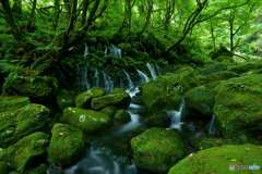 緑と水の楽園
