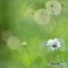 木霊の住む森に咲く