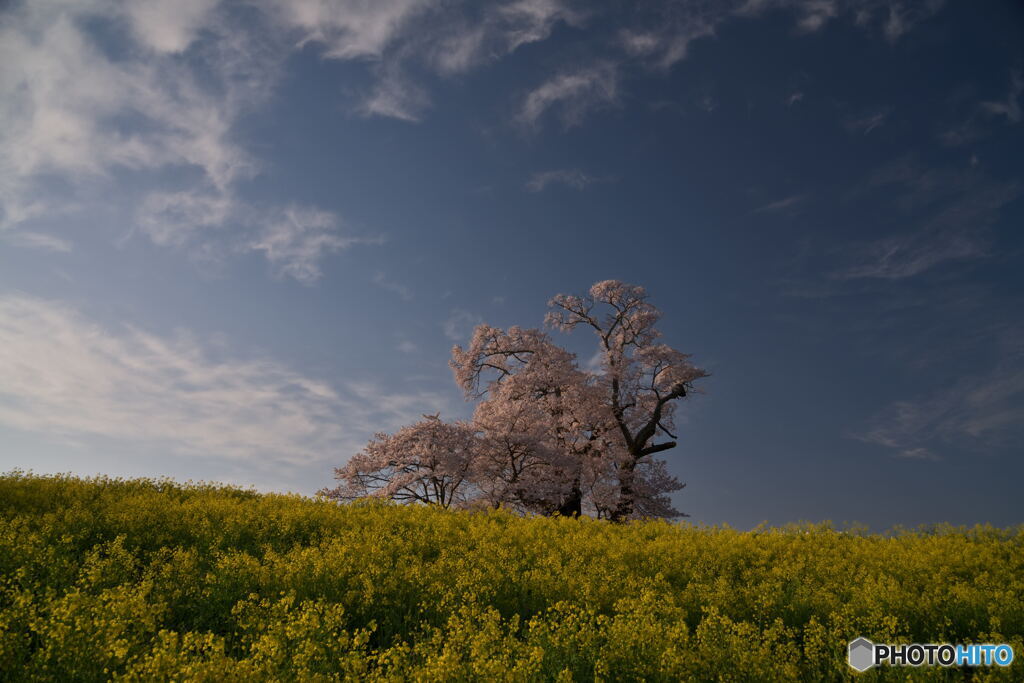 花咲く春