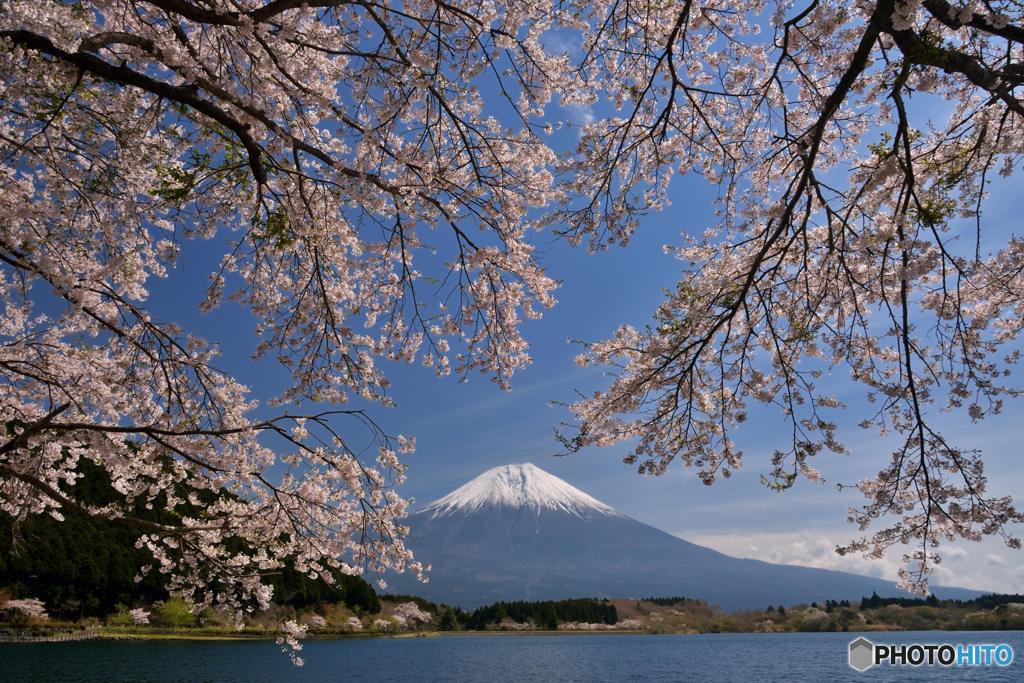 桜囲み
