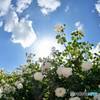 太陽と薔薇