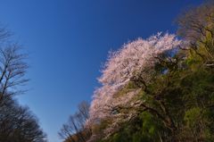 北本のエドヒガン桜　2015