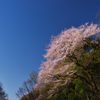 北本のエドヒガン桜　2015
