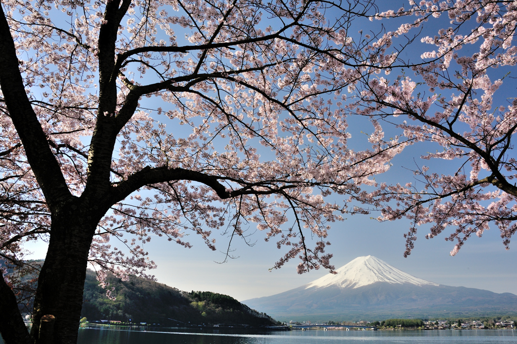 春の河口湖
