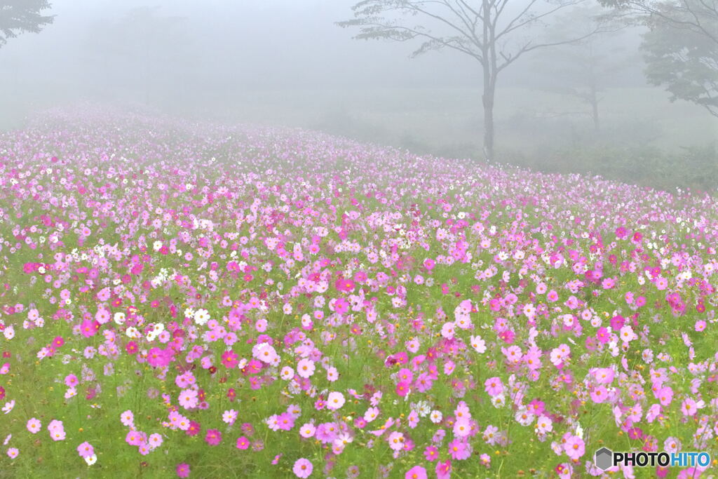 朝霧秋桜