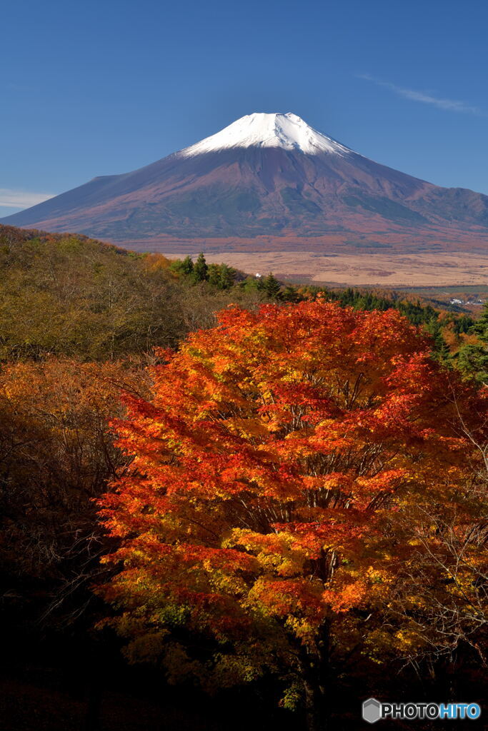 富士と紅葉
