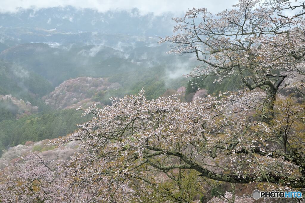 潤う春の山