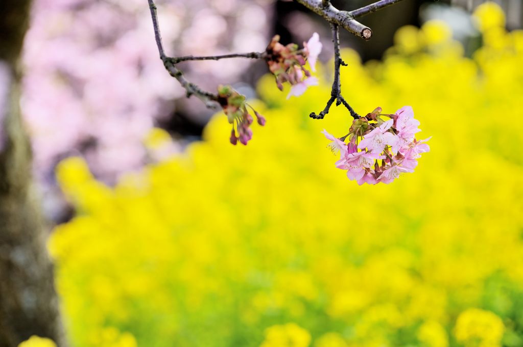 花舞台