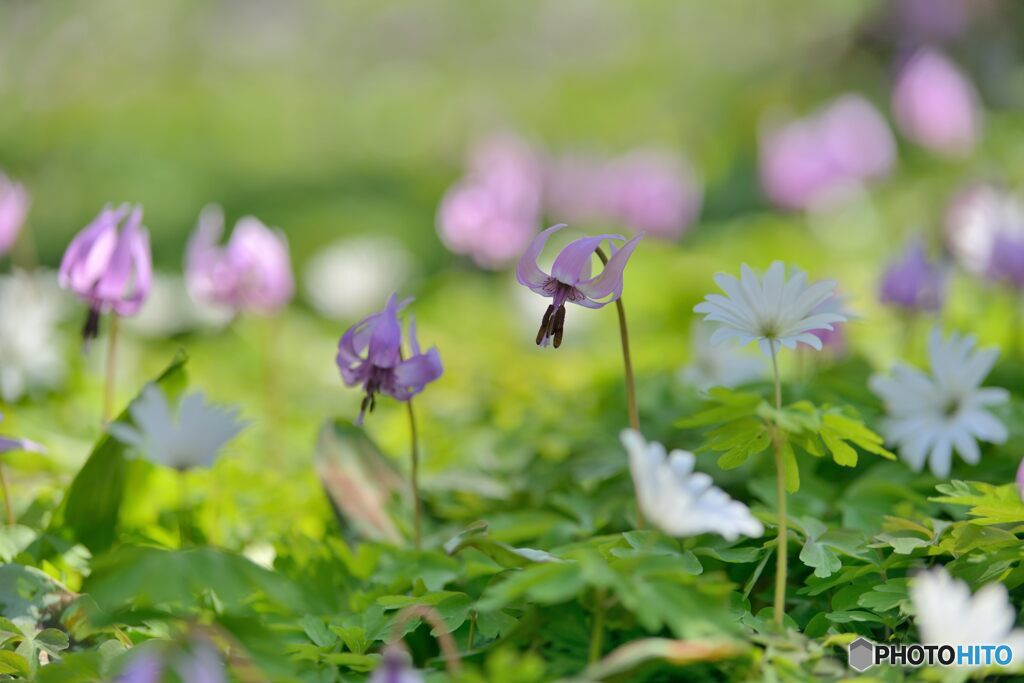 里山の春