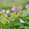 里山の春