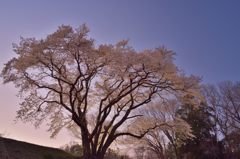 桜暮色