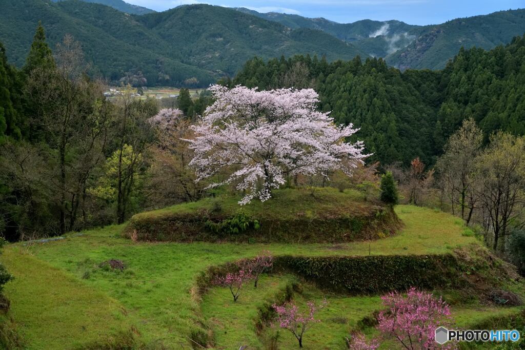 里山の一本桜