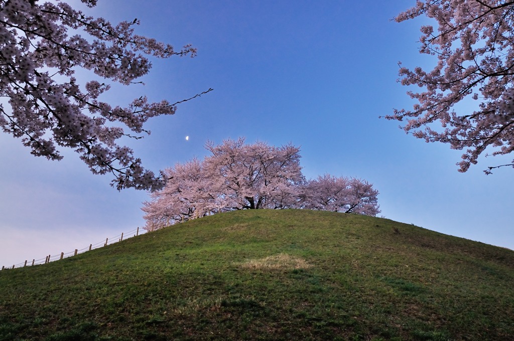 月見桜