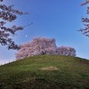 月見桜