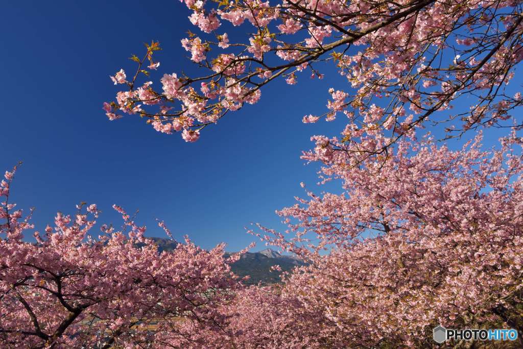 青空に花満開