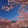青空に花満開