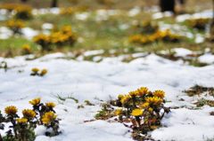 雪解け