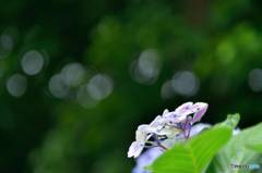 雨に唄えば