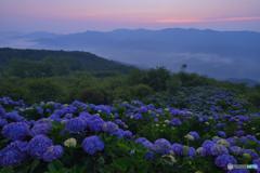 東雲の空と紫陽花