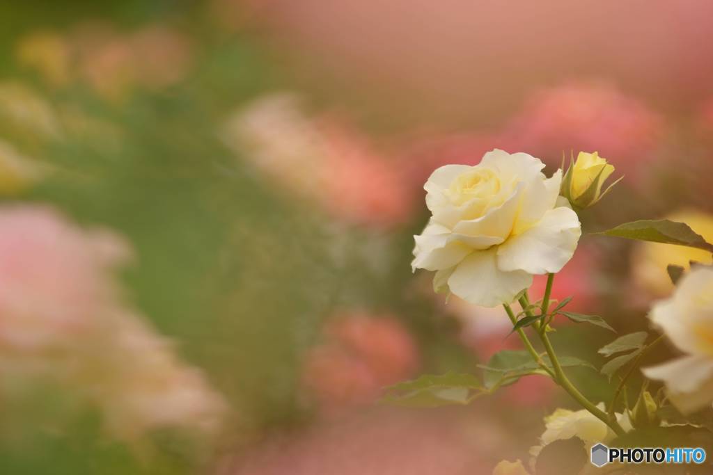 fragrance