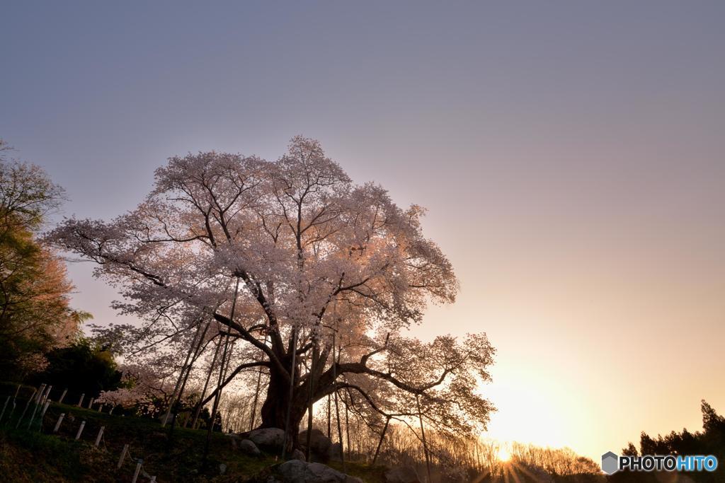 山桜と朝陽