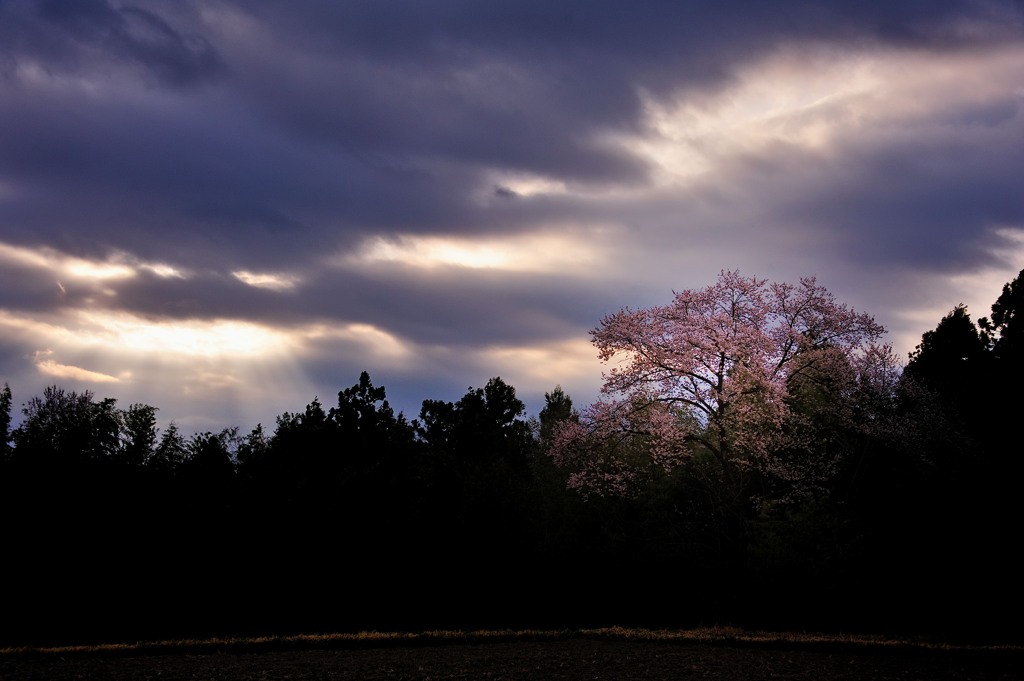 無名桜に光を