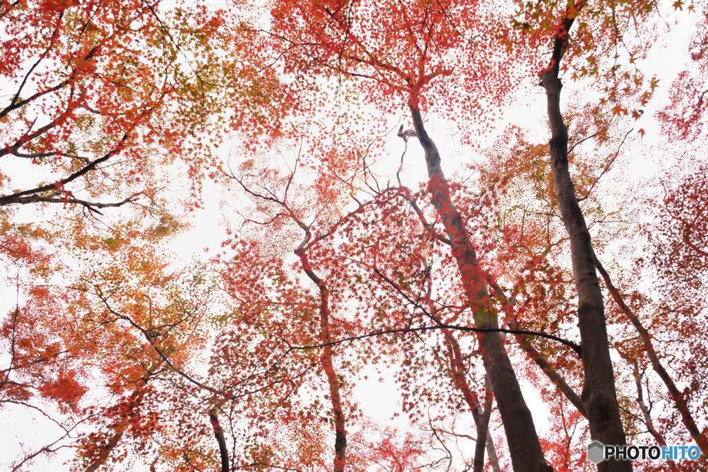キャンバスの紅葉