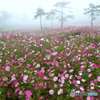 霧のコスモス園