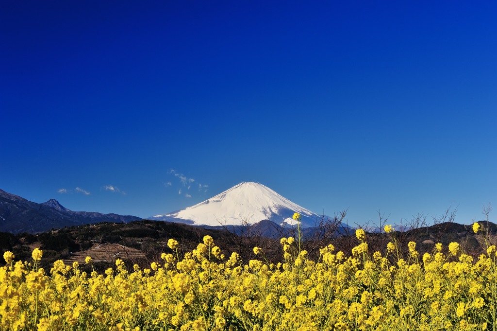 菜の花畑より富士を